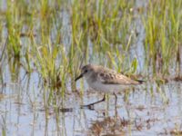 Calidris pusilla ad Barrow, Alaska, USA 20140701B_0705