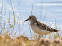 Calidris pusilla ad Cake Eater road, Barrow, Alaska, USA 20140701_0114