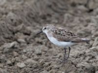 Calidris pusilla ad New Landfill road, Barrow, Alaska, USA 20140702B_0092