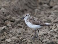 Calidris pusilla ad New Landfill road, Barrow, Alaska, USA 20140702B_0094