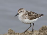 Calidris pusilla ad New Landfill road, Barrow, Alaska, USA 20140702B_0113