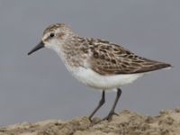 Calidris pusilla ad New Landfill road, Barrow, Alaska, USA 20140702B_0116