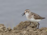 Calidris pusilla ad New Landfill road, Barrow, Alaska, USA 20140702B_0118