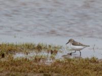 Calidris pusilla ad Point of Barrow, Barrow, Alaska, USA 20140630_0086