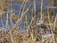 Calidris pusilla ad Point of Barrow, Barrow, Alaska, USA 20140630_0819