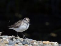 Calidris pusilla ad Safety Sound, Nome, Alaska, USA 20140619_0015