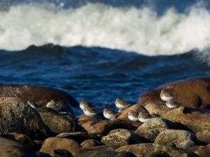 Calidris ruficollis - Red-necked Stint - Rödhalsad snäppa