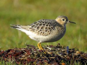 Calidris subruficollis - Buff-breasted Sandpiper - Prärielöpare