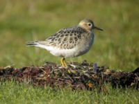 Calidris subruficollis 1cy Hahns fiskebodar, Ottenby, Mörbylånga, Öland, Sweden 20071013 048