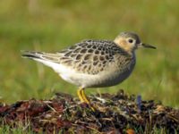 Calidris subruficollis 1cy Hahns fiskebodar, Ottenby, Mörbylånga, Öland, Sweden 20071013 078