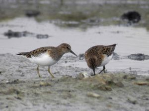 Calidris temminckii - Temminck's Stint - Mosnäppa