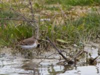 Calidris temminckii Björkadammen, Malmö, Sweden 20140510_0008