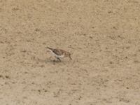 Calidris temminckii ad Paddreservatet, Norra hamnen,Malmö, Skåne, Sweden 20220726_0243