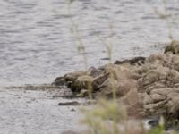 Calidris temminckii ad Paddreservatet, Norra hamnen,Malmö, Skåne, Sweden 20220726_0293