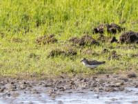 Calidris temminckii ad Roys hörna, Klagshamns udde, Malmö, Skåne, Sweden 20210712_0001