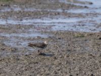 Calidris temminckii ad Roys hörna, Klagshamns udde, Malmö, Skåne, Sweden 20210731_0008