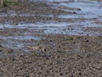 Calidris temminckii ad Roys hörna, Klagshamns udde, Malmö, Skåne, Sweden 20210731_0009