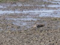 Calidris temminckii ad Roys hörna, Klagshamns udde, Malmö, Skåne, Sweden 20210731_0010