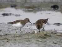 Calidris temminckii ad Swedechrome, Malmö, Skåne, Sweden 20080519 161