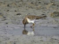 Calidris temminckii ad Swedechrome, Malmö, Skåne, Sweden 20080519 178