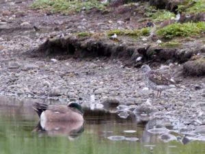 Calidris virgata - Surfbird - Bränningsnäppa