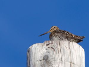 Gallinago delicata - Wilson's Snipe - Wilsonbeckasin