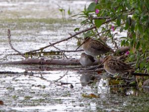 Gallinago gallinago - Common Snipe - Enkelbeckasin