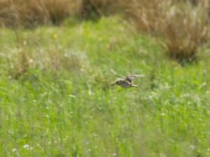 Gallinago media - Great Snipe - Dubbelbeckasin