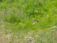 Gallinago media Toarp, Malmö, Skåne, Sweden 20180511_0008