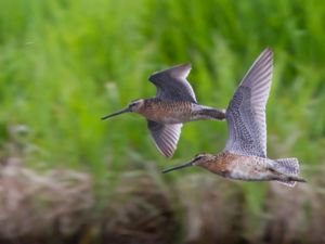 Limnodromus griseus - Short-billed Dowitcher - Mindre beckasinsnäppa