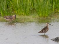 Limnodromus griseus ad Kenai mudflats, Homer, Alaska, USA 20140617_0855