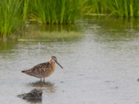 Limnodromus griseus ad Kenai mudflats, Homer, Alaska, USA 20140617_0861