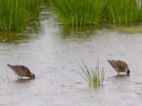 Limnodromus griseus ad Kenai mudflats, Homer, Alaska, USA 20140617_0874