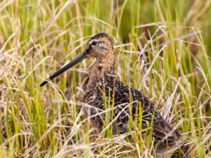 Limnodromus scolopaceus - Long-billed Dowitcher