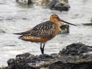 Limosa lapponica - Bar-tailed Godwit - Myrspov