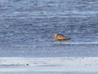 Limosa lapponica Tygelsjö ängar, Malmö, Skåne, Sweden 20220904_0052