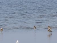 Limosa lapponica, Calidris pugnax et Calidris alpina Tygelsjö ängar, Malmö, Skåne, Sweden 20230910_0011