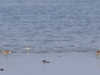 Limosa lapponica, Tringa glareola, Tringa nebularia et Calidris alpina Tygelsjö ängar, Malmö, Skåne, Sweden 20230910_0010