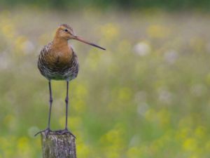 Limosa limosa - Black-tailed Godwit - Rödspov