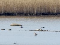 Limosa limosa Terekudden, Bunkeflo strandängar, Malmö, Skåne, Sweden 20180404_0001