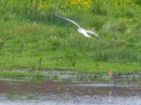 Limosa limosa ad Översvämningen, Almåsa, Malmö, Skåne, Sweden 20140524_0005