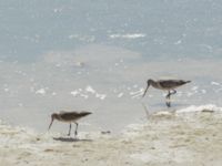 Limosa limosa et Limosa lapponica Dakhla Peninsula, Western Sahara, Morocco 20180218_0038