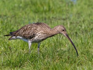 Numenius arquata - Eurasian Curlew - Storspov