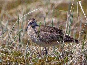 Numenius hudsonicus - Hudsonian Whimbrel - Amerikansk småspov