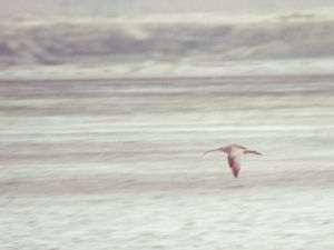 Numenius madagascariensis - Far Eastern Curlew - Orientspov