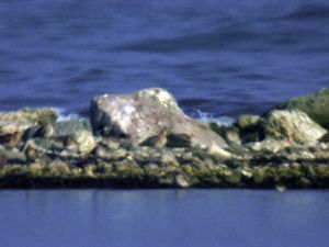 Numenius minutus - Little Curlew - Dvärgspov