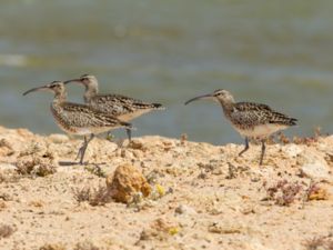 Numenius phaeopus - Whimbrel - Småspov