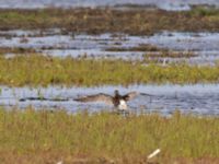 Numenius phaeopus Fårhagen N delen, Bunkeflo strandängar, Malmö, Skåne, Sweden 20230722_0128