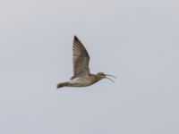 Numenius phaeopus Fårhagen, Bunkeflo strandängar, Malmö, Skåne, Sweden 20230723_0145