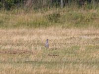 Numenius phaeopus Fårhagen, Bunkeflo strandängar, Malmö, Skåne, Sweden 20230723_0149